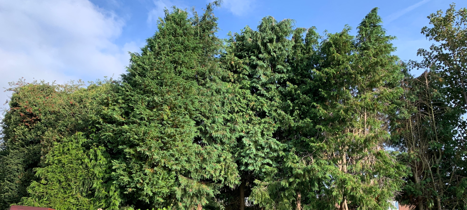 Conifers to be trimmed